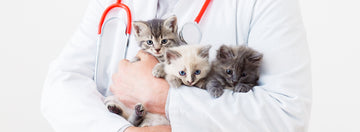 Purr-fect cat health - Ensuring a Happy and Healthy Feline Companion